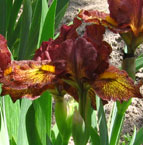 Iris - Vilkdalgis - Firestorm